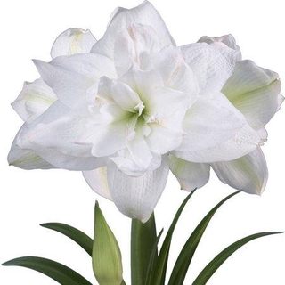 Amaryllis White Marquis 1หัว/ชุด เป็นว่านสี่ทิศดอกซ้อนสีขาว สายพันธุ์จากอิสราเอล เป็นพันธุ์ที่ให้ดอกดก ช่อดอกสูง