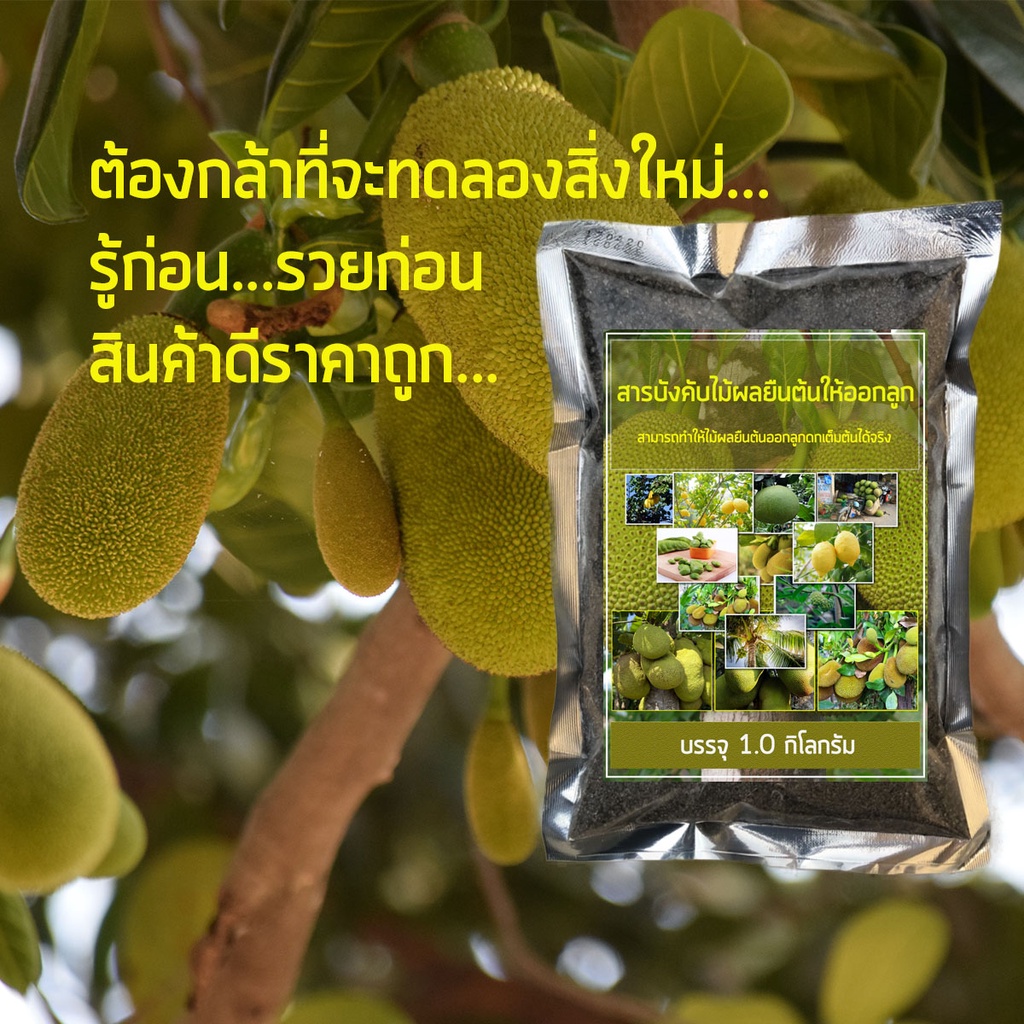 สารบังคับให้ไม้ผลทุกชนิดให้ออกผลดก ผลโต ไม้ผลที่ปลูกแล้วไม่เคยออกลูกใช้สารตัวนี้เร่งให้ออกลูกได้ทั้งในฤดูและนอกฤดู