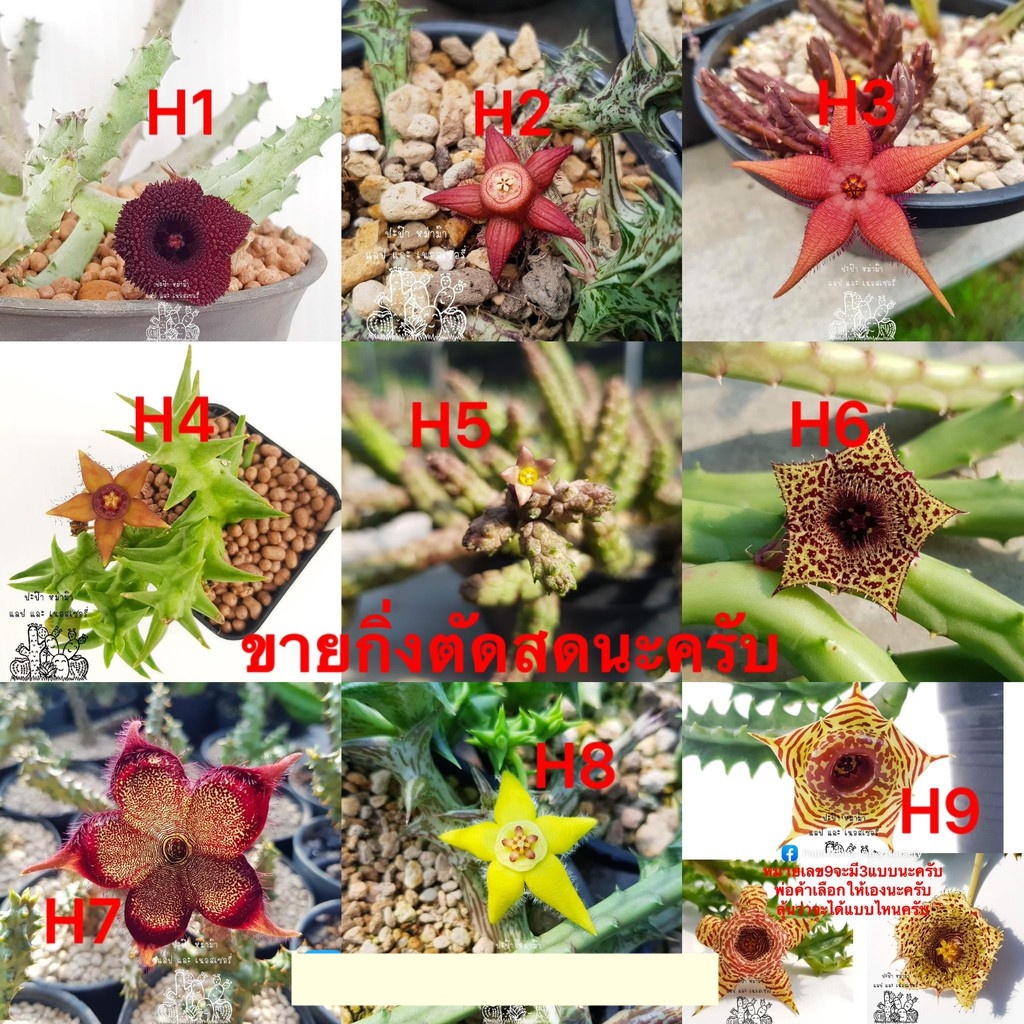 My Image 40