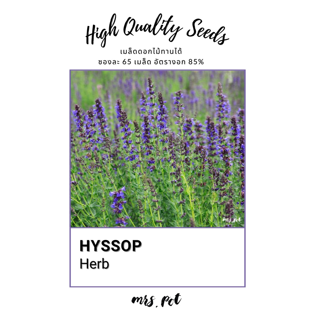 เมล็ดนำเข้า Hyssop สมุนไพรฝรั่ง รหัส054