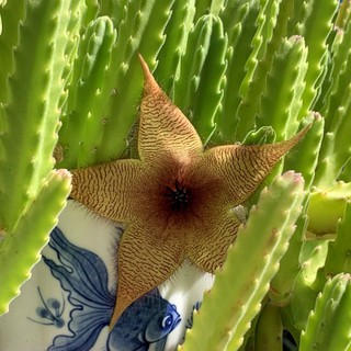 เก๋งจีน​ ดอกปลาดาว⭐ huernia​ กระบองเพชร​ แคคตัส