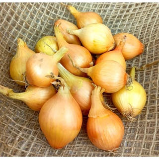 100 เมล็ด เมล็ดหอมหัวใหญ่ สายพันธุ์ หอมใหญ่ Wolska  Onion seeds