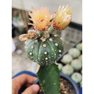 แอ​สโตร​ไฟตั้ม เว้า ลุ้นวีกราฟเมล็ด​ #แคสตัส castus​ astrophytum แอสโตร แอสโตร​ไ​ฟตั้​ม แอสโตรไฟตัม กระบองเพชร แอสโตรวี