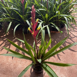 ต้นสับปะรดสี (Bromeliad) พร้อมกระถาง ไม้ประดับเลี้ยงง่าย ดอกสีสวย (ส่งใหม่ฟรีหากสินค้าเสียหาย)