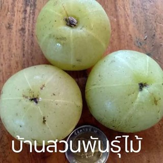 ต้นมะขามป้อมยักษ์อินเดีย