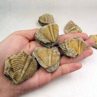 ฟอสซิลหางธรรมชาติ Trilobite Tail Fossils สําหรับการเรียนการสอน 1 ชิ้น