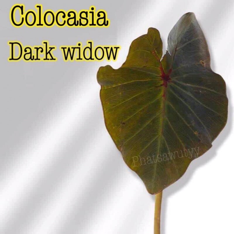 Colocasia dark widow ดาร์ก วิโดว์ ของแท้ บอนหายาก ส่งแบบตัดใบ