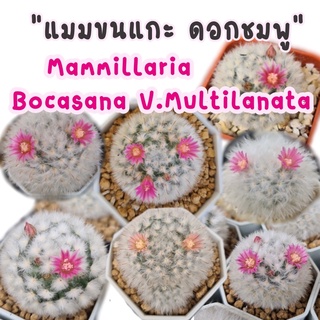 แมมขนแกะ ดอกสีชมพู Mammillaria​ ​Bocasana​ V.Multilanata​ รุ่นขนสวยแน่น หนามบาง ขนาด 3-5 Cm. (กระถาง 2 นิ้ว)