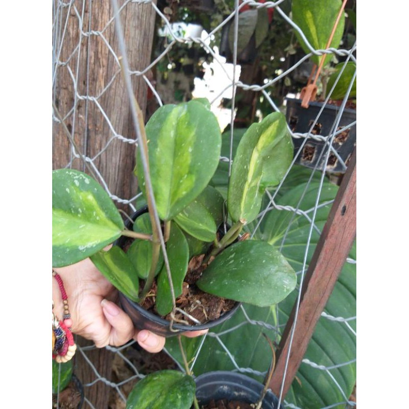 Hoya Obovata variegated