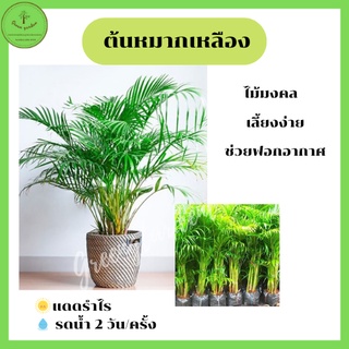 ต้นหมากเหลือง yellow palm ไม้ประดับ ไม้มงคล ไม้ฟอกอากาศ ทำรั้ว กั้นแสง ขนาด 1 เมตร