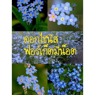 เมล็ด ดอกไชนีส ฟอร์เก็ต มี น็อต(อย่าลืมฉัน) 20 เมล็ด  Chinese forget me not เมล็ดนำเข้าแท้