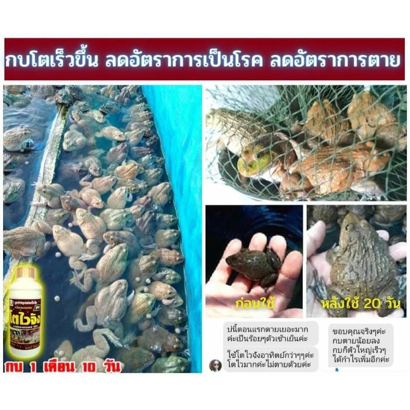 🆓ส่งฟรีไม่ใช้โค๊ด โตไวจัง ไคโตซาน วิตามันเร่งโต อาหารเสริมสำหรับสัตว์ทุกชนิด แข็งแรง โตเร็ว ลดอัตราการตายได้ดี - รูปที่ 7