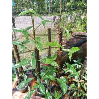 ต้นเงินไหลมาด่างขาว (Syngonium podophyllum)