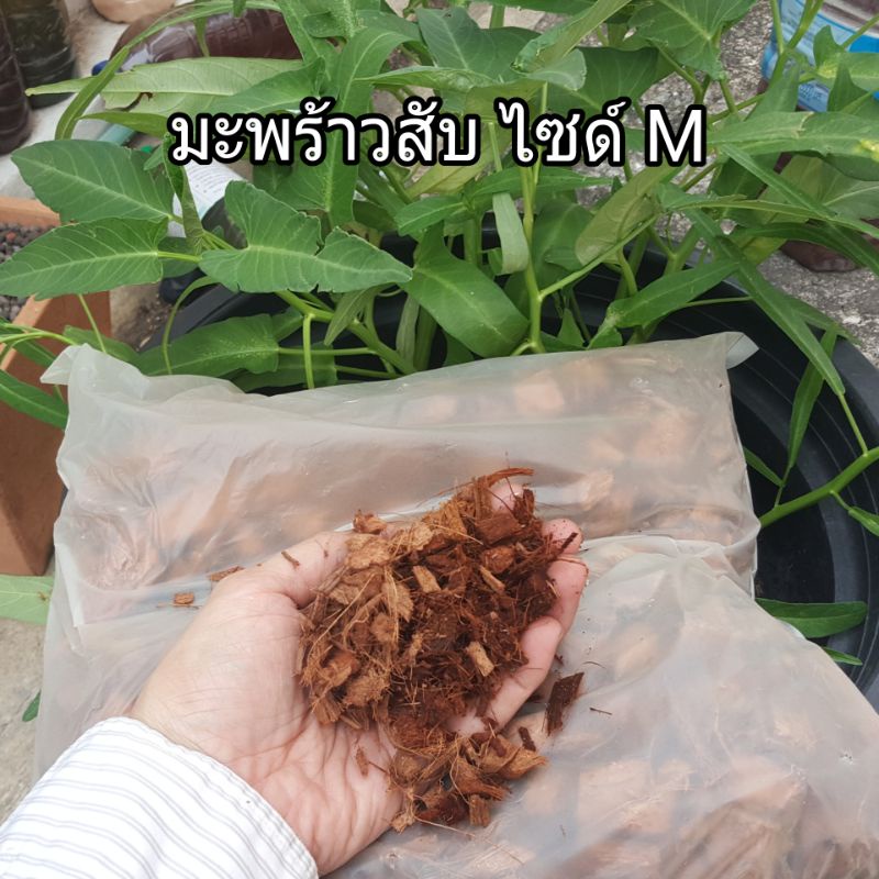 Best saller มะพร้าวสับ ไซด์ M เหมาะกับการปลูกพืชทุกชนิด ปลูกแคตตัส ดอกไม้ กุหลาบ กล้วยไม้ รองก้นกระถาง เพิ่มความชุ่มชื้น ลดการใช้ดิน เมล็ดฟ้าทะลายโจร เมล็ดแคนตัส เมล็ดผัก เมล็ดพืช กล้วยไม้