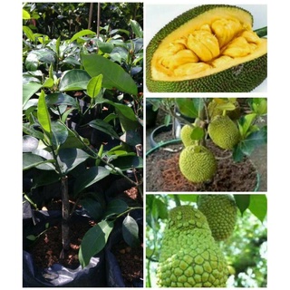 #ต้นจำปาดะทุเรียนCempedak durian จำปาดะทุเรียนมีผลคล้ายทุเรียนกลิ่น