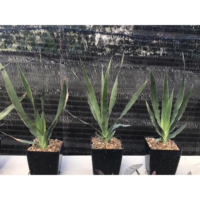 A30.  ต้น จันผาเลือดมังกร เพาะเมล็ด Dracaena draco พบบนเกาะ Canary Islands