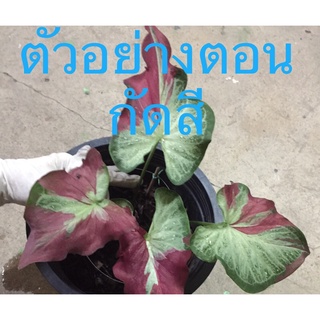ชายชล,อัปสรสวรรค์ จัดส่งพร้อมกระถาง4"