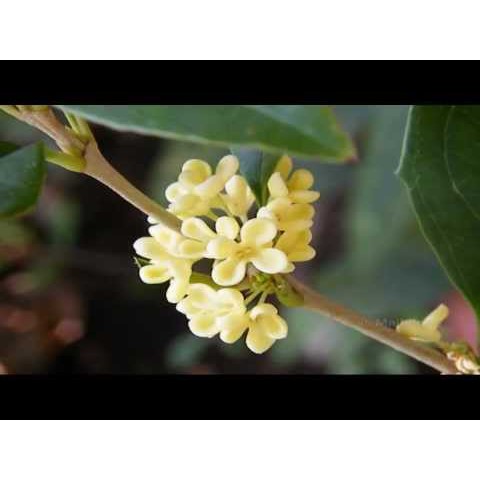 หัวน้ำหอมกลิ่น ดอกหอมหมื่นลี้ 003213 วัตถุดิบเครื่องสำอางค์