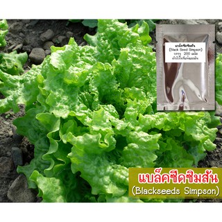 เมล็ดพันธุ์กรีนโอ๊ค (Green Oak Black Seed Simpson) เมล็ดพันธุ์สลัดกรีนโอ๊ค สลัดกรีนโอ๊ค เมล็ดกรีนโอ๊ค ผักสลัด เมล็ดสลัด