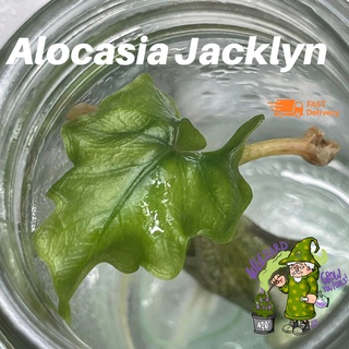 ไม้เนื้อเยื่อ อโลคาเซีย แจคลิน Alocasia Jacklyn ไม้สะสมหายาก