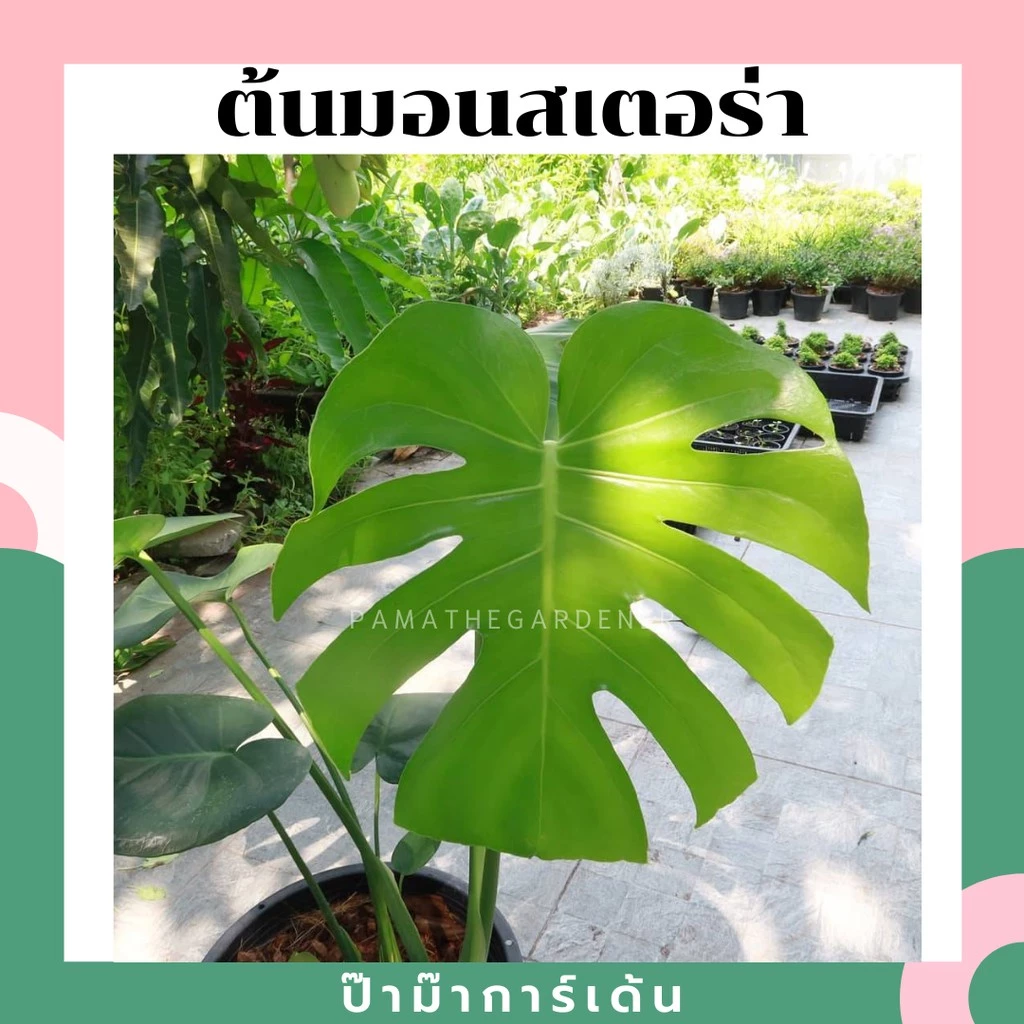 ต้นมอนสเตอร่า ในกระถางพร้อมตั้ง แบบเพาะเมล็ด (ต้นใหญ่ สั่งไม่เกิน 2 ต้นต่อ 1 ออเดอร์)
