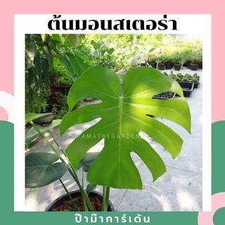 ต้นมอนสเตอร่า ในกระถางพร้อมตั้ง แบบเพาะเมล็ด (ต้นใหญ่ สั่งไม่เกิน 2 ต้นต่อ 1 ออเดอร์)