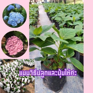 ดอกไฮเดรนเยีย💮ถุง8นิ้วสูง70cm🌸ต้นใหญ่มาก🌷