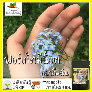 เมล็ดพันธุ์ ดอก ฟอร์เก็ตมีน็อต อย่าลืมฉัน 100 เมล็ด Forget me not เมล็ดพันธุ์แท้ นำเข้าจากต่างประเทศ ปลูกผัก สวนครัว ถูก