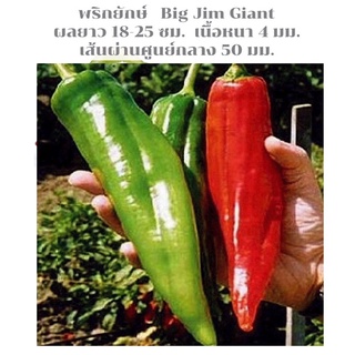 พริกยักษ์ พริกเขาวัว Big Jim Giant Pepper