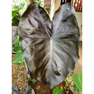 colocasia black corol (โคโลคาเซียแบล็คโครอล !)