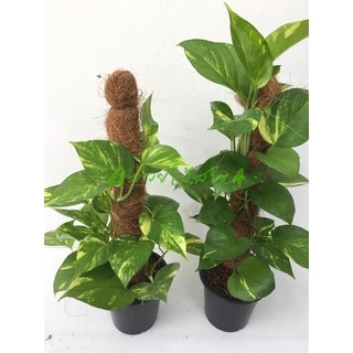 ต้นพลูด่างยักษ์ กระถาง 6 นิ้ว (Epipremnum aureum) ไม้ฟอกอากาศ พร้อมเสาใยมะพร้าว ความสูง 55 ซม.