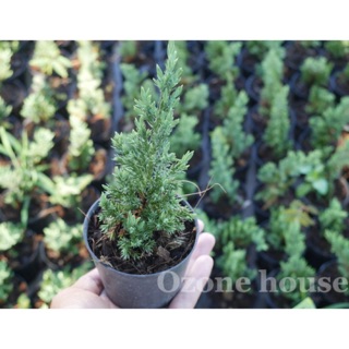 ต้นสนเลื้อยJuniperus procumben ไซส์กระถาง3นิ้ว