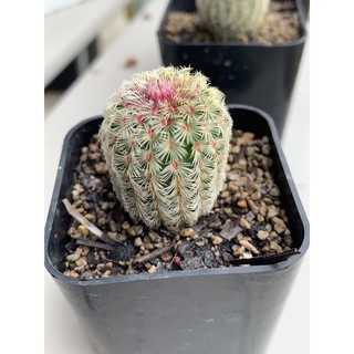 💞"เรนโบว์ไม้เมล็ด" แคคตัส (Rainbow Cactus) 💞กระบองเพชรสวยๆ