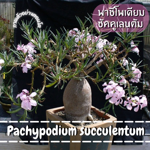 Pachypodium succulentum พาชีโพเดียมซัคคูเลนตัม ไม้เพาะเมล็ด #pachypodium #พาชีโพเดียม #ไม้อวบน้ำ