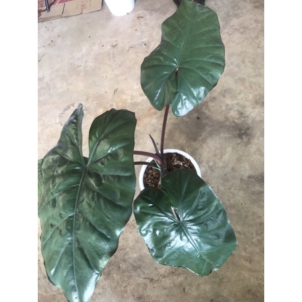 อโลคาเซีย ยูคาตัน ปริ๊นเซส (Alocasia Yucatan Princess)