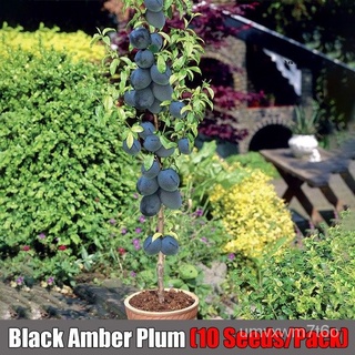 4 Kinds of Pottedผลไม้เมล็ดพืชสวนเชอร์รี่ซิลเวีย/สีดำสีเหลืองอำพันปลูก/แอปเปิ้ลBraeburn/ลูกแพร์เมล็ด/บ้านและสวน/สวน/กุหล