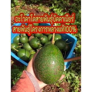 อะโวคาโด 🥑 สายพันธุ์บัคคาเนียร์แท้