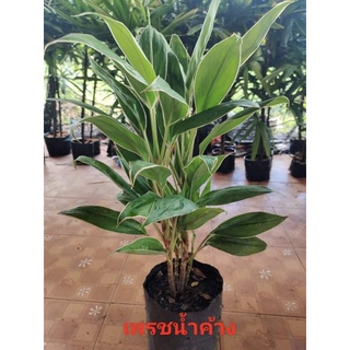 หมากผู้หมากเมีย(ต้นเพรชน้ำค้าง)ใบสีเขียวแถบข้างสีขาวใบเล็กมี3-4ต้นต่อ1ถุงสูง30-60ซม.(อ่านรายละเอียดก่อนสั่ง)