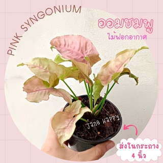 ต้นออมชมพู (PINK SYNGONIUM) ในกระถาง 4 นิ้ว ไม้ใบสวย เลี้ยงง่าย โตไว  ราคาถูก