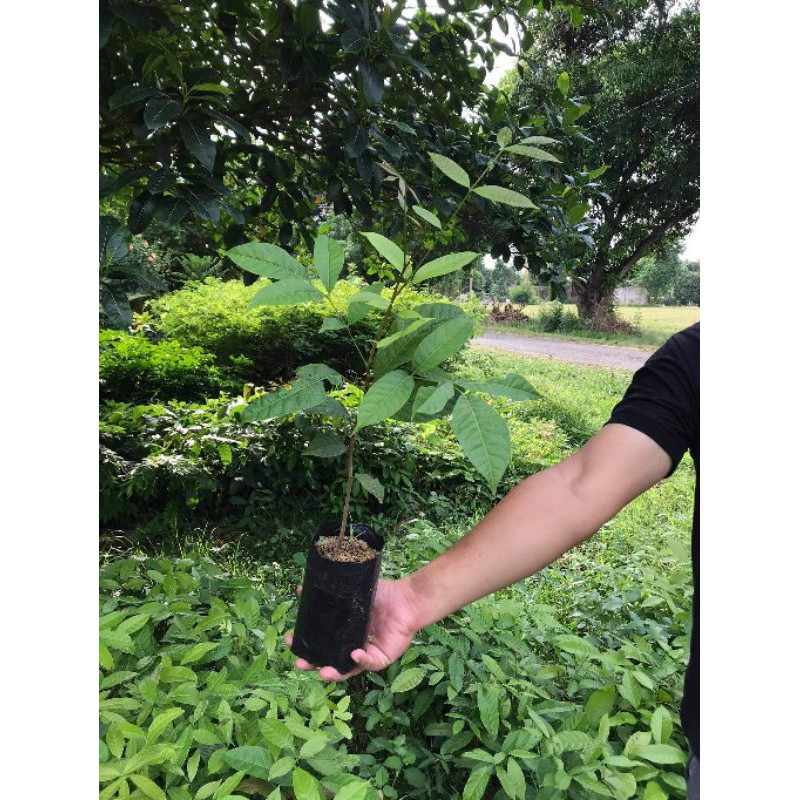 มะฮอกกานี  พันธุ์ไม้ยืนต้นราคาถูก ไม้กลางแจ้งยอดนิยม