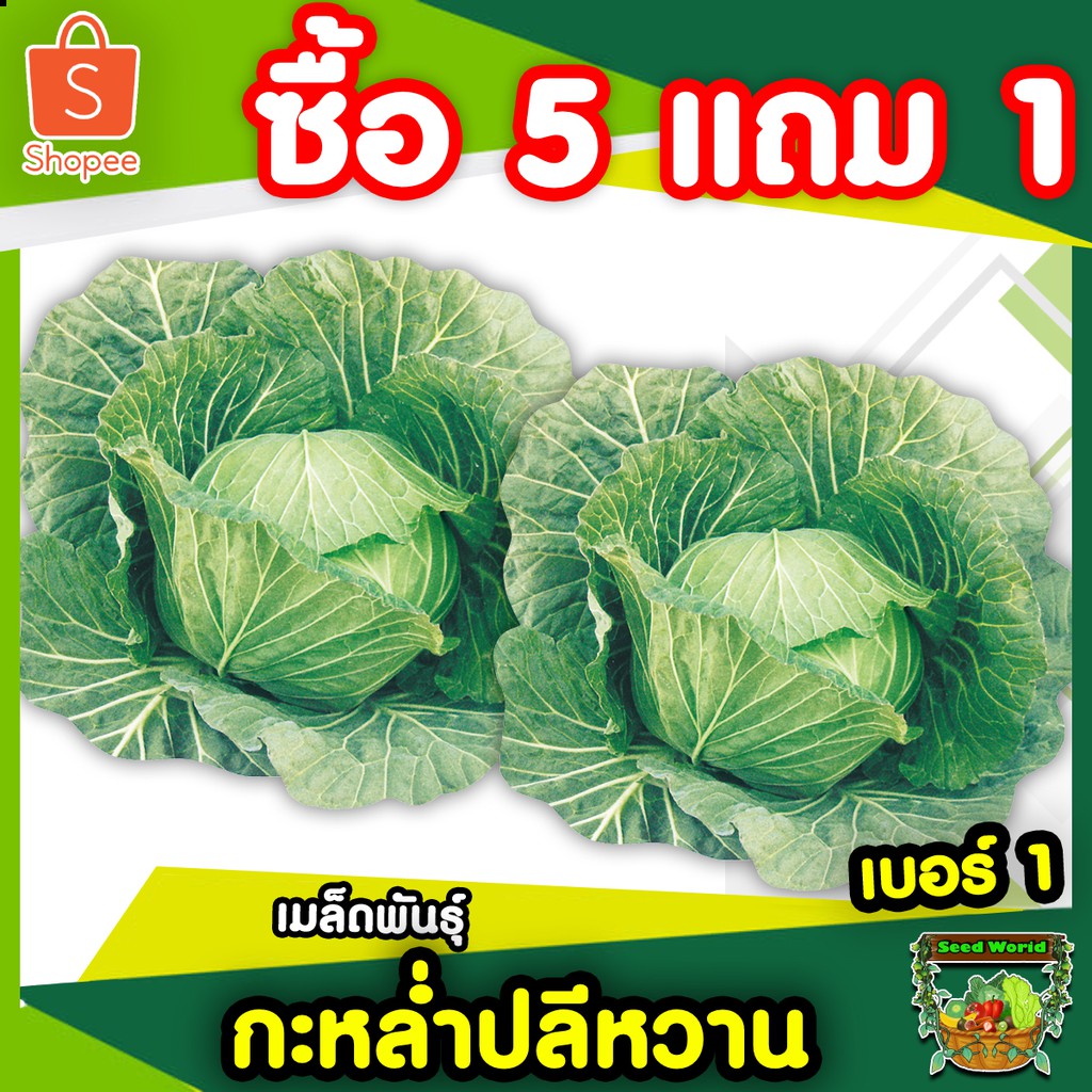 5แถม1เมล็ดกะหล่ำปลีนอกฤดู 200เมล็ด กะหล่ำปลีหวาน ปลูกได้ทุกฤดู รสชาติหวานกรอบ ปลูกง่าย เข้าหัวแน่น ทนร้อน