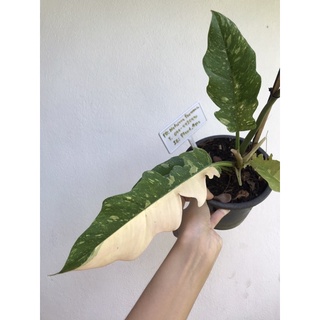 ✅ มีของแถมทุกออเดอร์- Philodendron ring of fire -