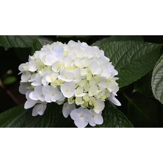 20 เมล็ด เมล็ดไฮเดรนเจีย Hydrangea Seeds สีขาว ไฮเดรนเยียสายพันธุ์ฝรั่งเศส