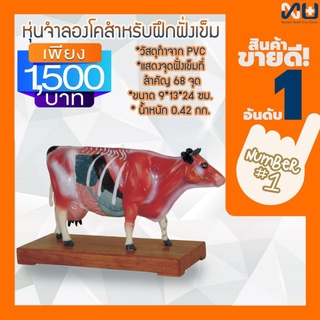 Anatomy model: NK- 603 หุ่นจำลองวัวสำหรับฝึกฝังเข็ม