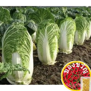 เมล็ดพันธุ์ผักกาดขาวปลี 1000 เมล็ด คัดพิเศษ [10 เเถม 1 คละได้] UJXM