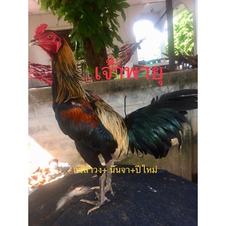 ไข่เชื้อไก่ชนพม่าง่อนแม่นคม พ่อพันธุ์ตามคลิปที่ลง สายเลือดเงินล้าน หนึ่งชุดมีไข่ 3 ฟอง ไข่สดเก็บทุกวัน