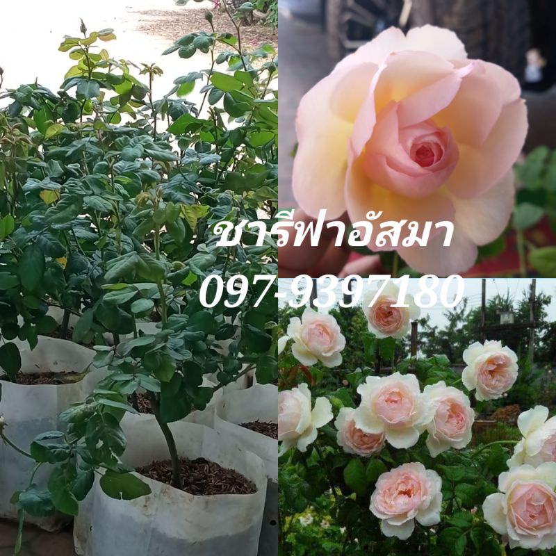 กุหลาบดอกหอม ชารีฟาอัสมา สีสวยเลี้ยงง่ายออกดอกตลอดปี
