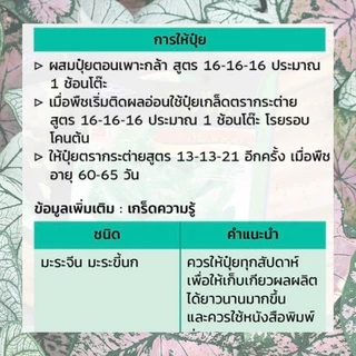 GGEW พริกขึ้หนูพัฒนฉันท์ 150เมล็ด ตราศรแดง พริกช่อ แบบเม็ดใหญ่เมล็ดพันธุ์พระราชทาน จันกะผัก Bunch Chilli