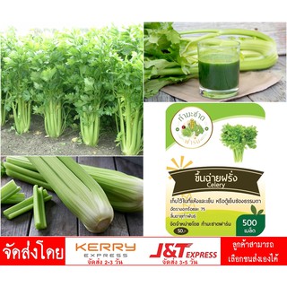 [10แถม1] เมล็ดพันธุ์ เซเลอรี่ Celery ขนาดบรรจุประมาณ 2,000 เมล็ด ขึ้นฉ่ายฝรั่ง คื่นฉ่ายฝรั่ง ขึ้นช่าย คึ่นช่าย คื่นฉ่าย