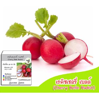 เมล็ดพันธุ์แรดิชเชอรี่ เบลล์ (Cherry Belle Radish) หัวไชเท้าฝรั่ง เมล็ดพันธุ์แรดิช เมล็ดเรดิช เมล็ดพันธุ์หัวไชเท้าฝรั่ง